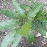 Mangifera indica ഇല