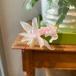 Schlumbergera truncata Flors