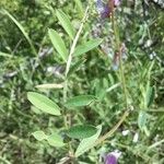 Vicia monantha Leaf