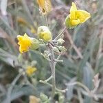 Diplotaxis tenuifolia 花