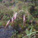 Tenaxia cumminsii Flor