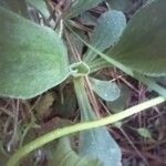 Antennaria plantaginifolia Leaf