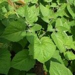 Physalis peruviana Blad