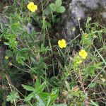 Potentilla erecta عادت داشتن