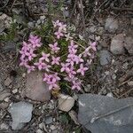 Houstonia rubra 整株植物