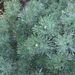 Anacyclus valentinus Jani