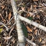 Salix lasiolepis 樹皮