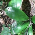 Clintonia borealis Leaf