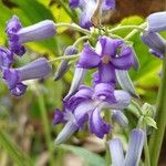 Clematis heracleifoliaFlower