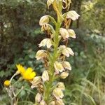 Orchis anthropophora Flor