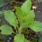 Erigeron annuus Blad