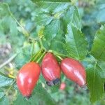 Rosa canina Fruit