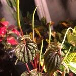 Peperomia albovittata Цвят