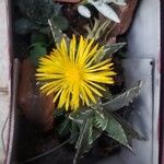 Faucaria tigrina പുഷ്പം