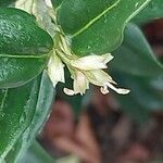 Sarcococca hookeriana Flower