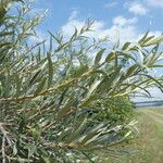 Elaeagnus rhamnoides Blad