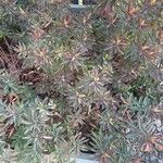 Euphorbia dendroides Leaf
