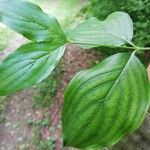 Cornus mas Foglia