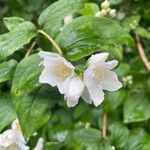 Philadelphus coronariusBlodyn