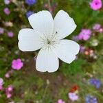 Linum tenuifolium Virág