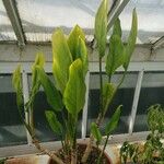 Aglaonema marantifolium Habitus