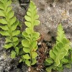 Asplenium marinum Leaf