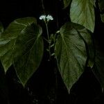 Begonia salaziensis Цвят