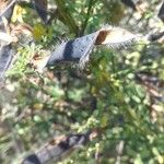 Cytisus scoparius Fruit