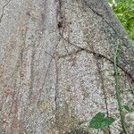 Sterculia apetala Kôra