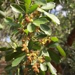 Searsia gueinzii Fruit