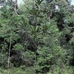 Himatanthus bracteatus Habit