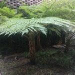 Dicksonia antarctica 樹皮