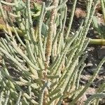 Arthrocnemum macrostachyum Likasa