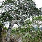 Celtis conferta Habitus