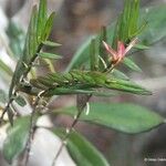 Dendrobium verruciferum Habitus