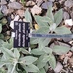 Alchemilla alpigena Sonstige