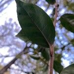 Elaeagnus × submacrophylla Hoja