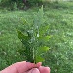 Quercus shumardii Leaf