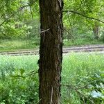 Crataegus punctata Corteza