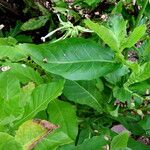 Nicotiana sylvestris Blad