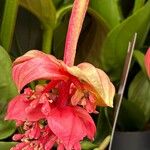 Medinilla magnifica Flor