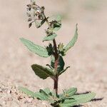 Trichodesma africanum Otro