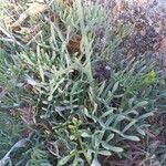 Crithmum maritimum List