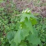 Alliaria petiolata Blatt