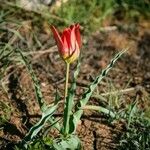 Tulipa aleppensis