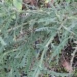 Achillea filipendulina Frunză