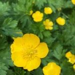 Ranunculus repensBlüte