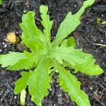 Gaillardia aristata Leaf