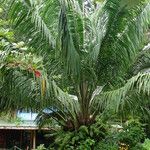 Elaeis oleifera Hábito