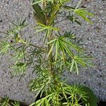 Lupinus angustifolius Fruit